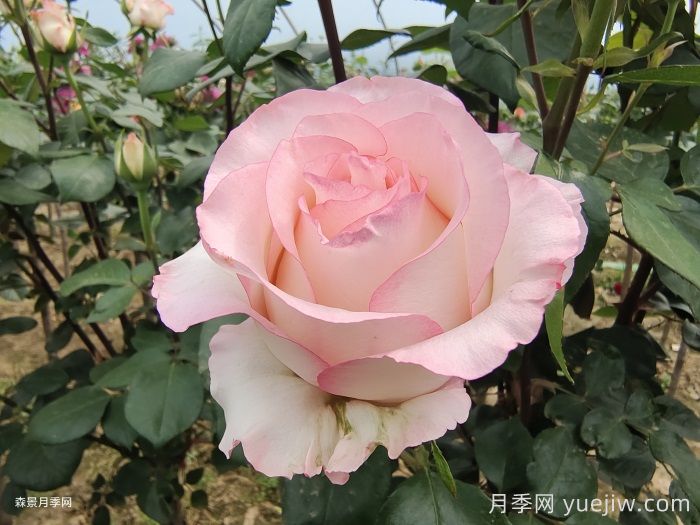 艾莎玫瑰屬于什么檔次？(圖1)