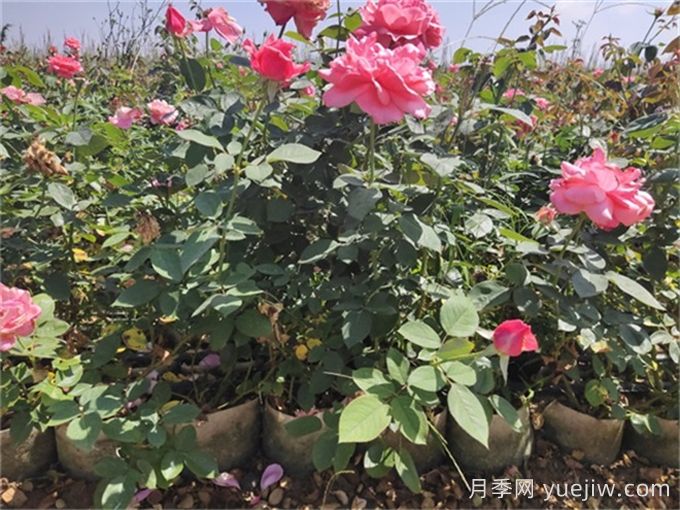 在炎熱的天氣里，如何給月季苗降降溫？(圖2)