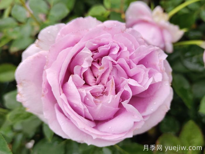藍紫色月季發(fā)展簡(jiǎn)史，有哪些值得收藏的品種？(圖2)
